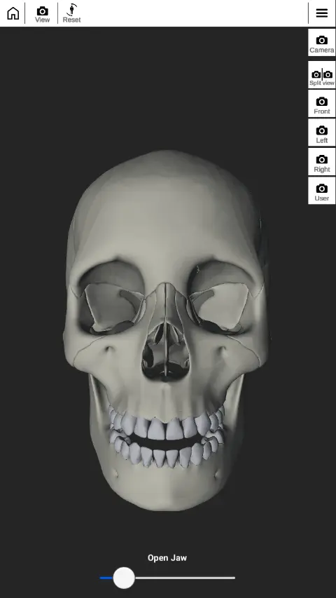 human skull reference image