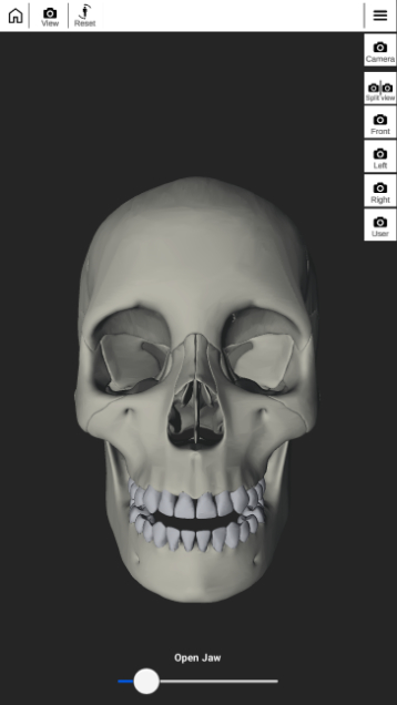 Screenshot of Face Model’s 3D skull interface