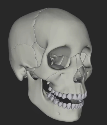 Artistic anatomy sketch overlaying the 3D skull